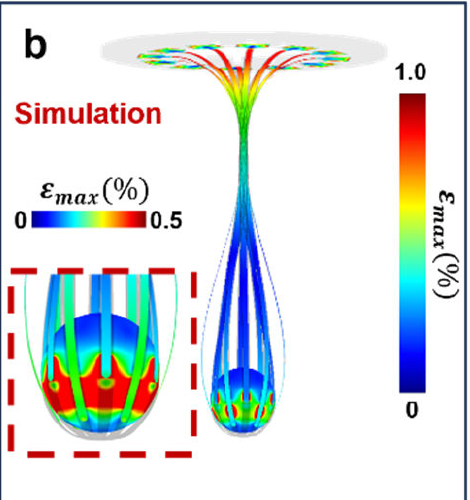 Finite element simulation of CAMEO deformation after organoid insertion, Supplementary Figure S2b.