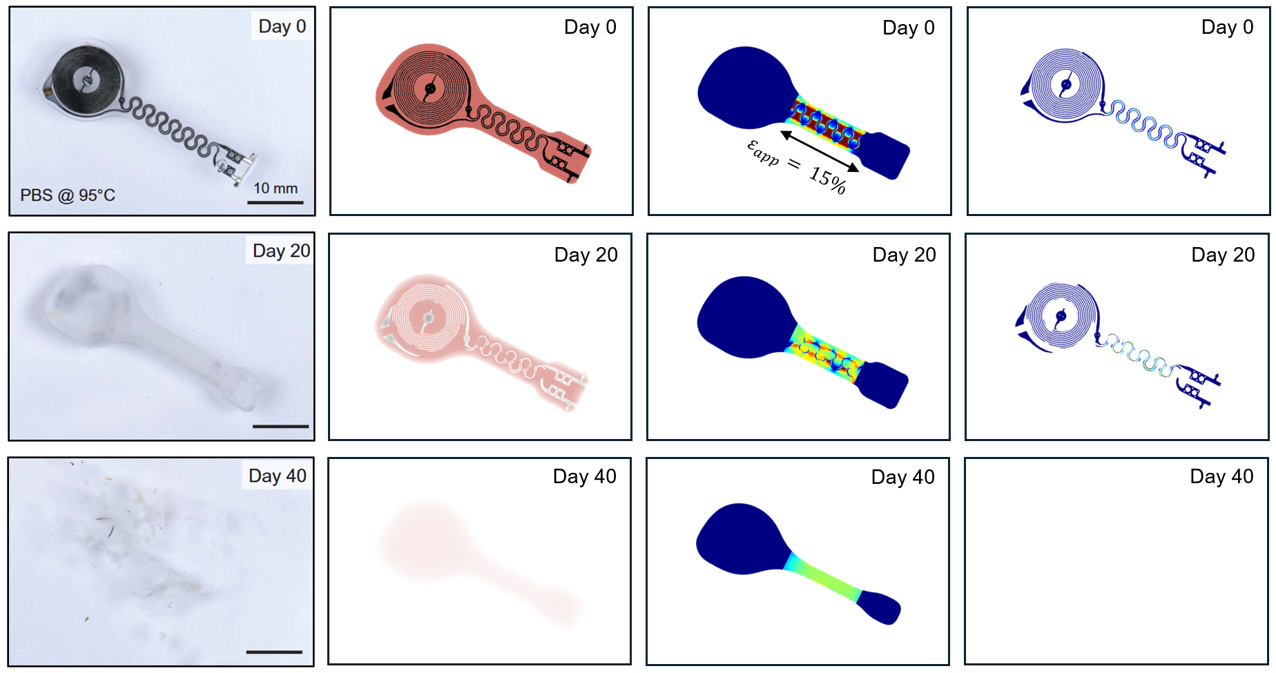 Experimental images and computational models of a transient device at days 0, 20, and 40, showing progressive degradation.